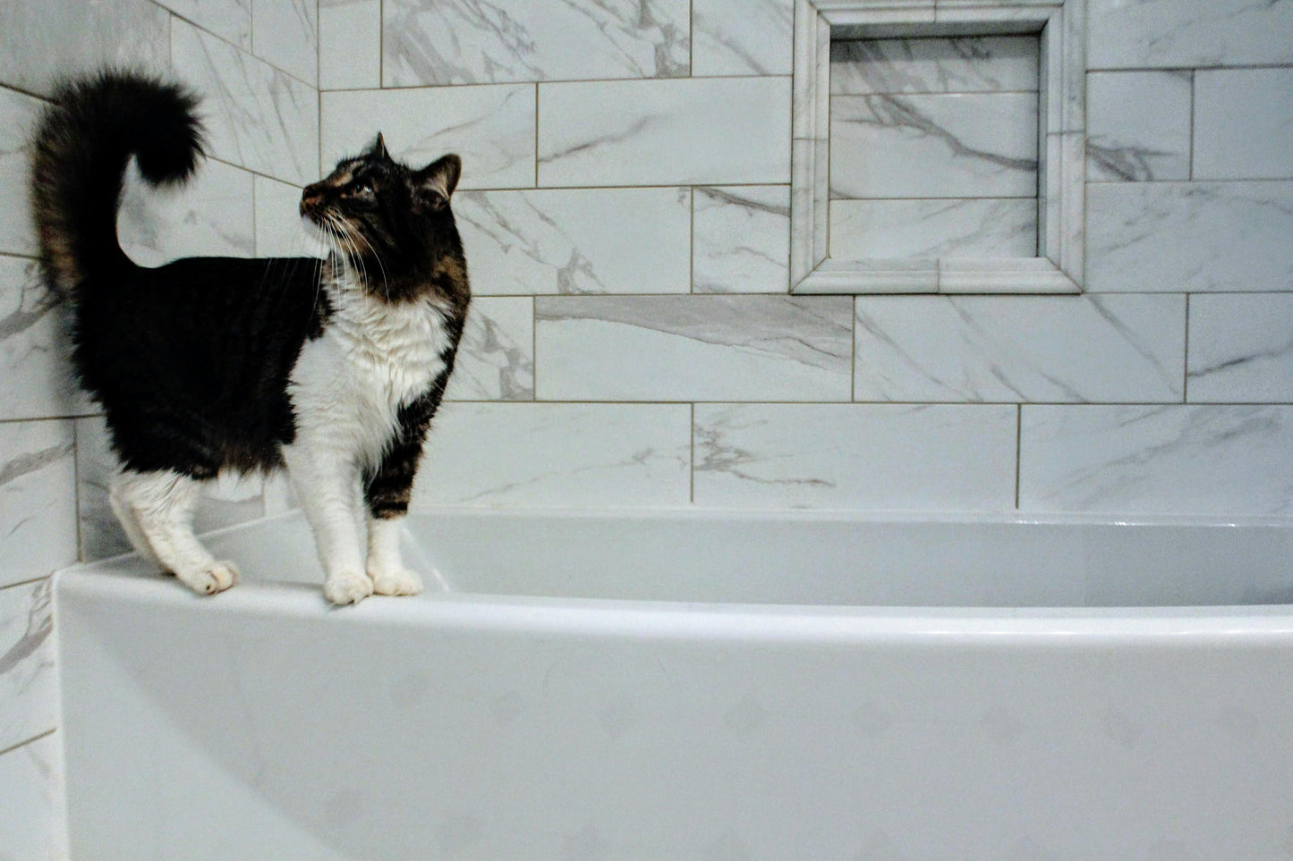Pet Conditioner | Detangling & Softening | Unscented - Homeland Harvest