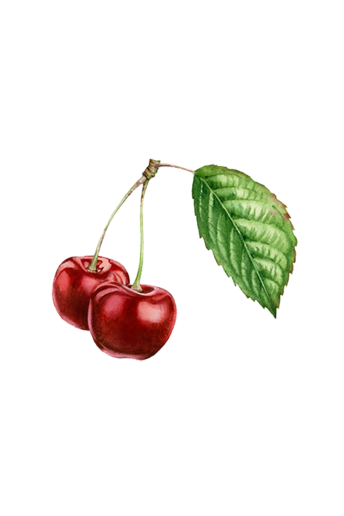 Cherry (Bitter Almond) Essential Oil - Homeland Harvest