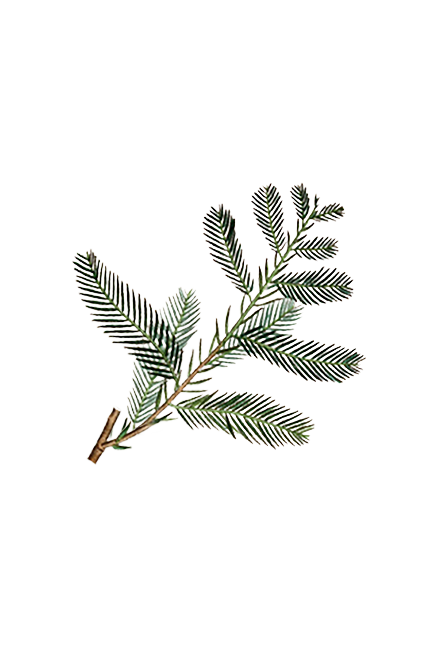 Cypress Essential Oil - Homeland Harvest