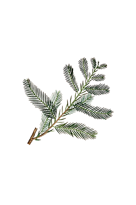 Cypress Essential Oil - Homeland Harvest