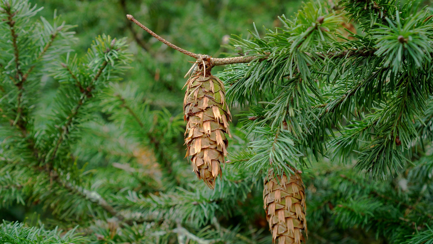 Douglas-fir Essential Oil Roller - Homeland Harvest