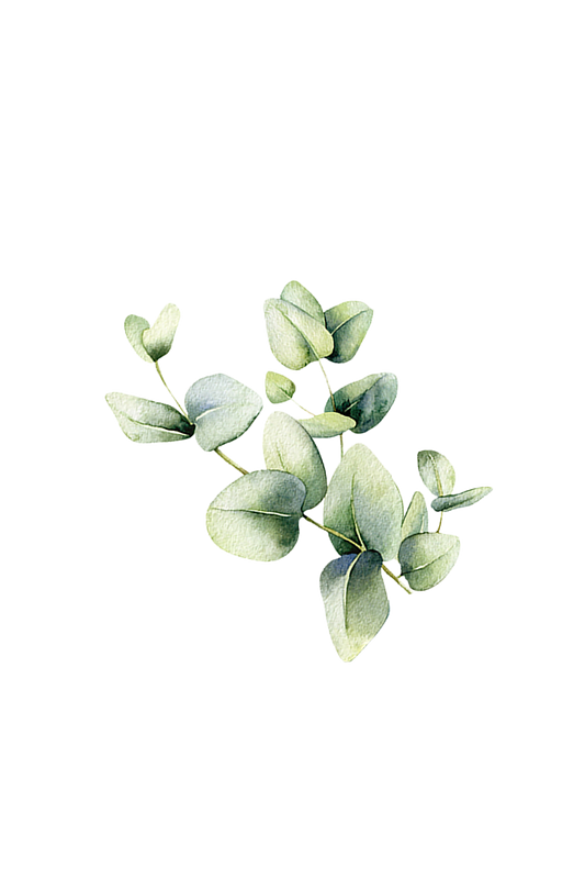 Eucalyptus Essential Oil - Homeland Harvest