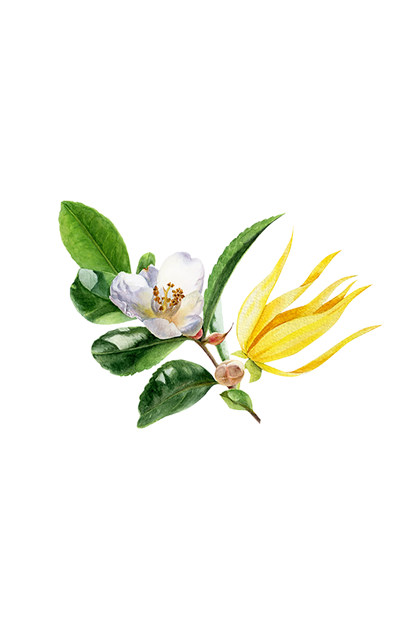Fruity Green Tea Phthalate-Free Fragrance Oil - Homeland Harvest