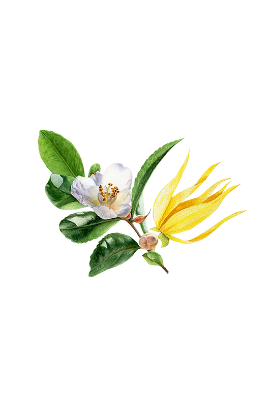 Fruity Green Tea Phthalate-Free Fragrance Oil - Homeland Harvest