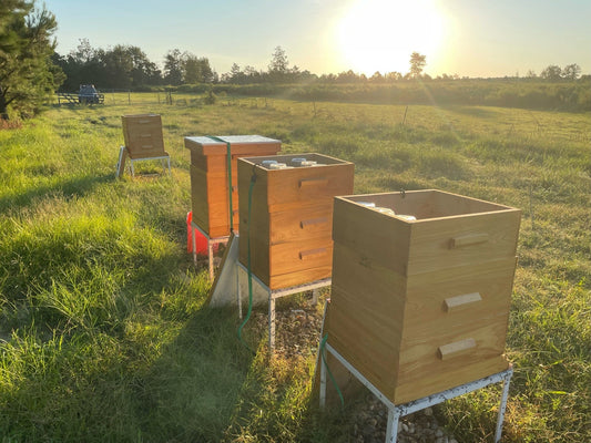 Vanilla Infused Raw Unfiltered Honey, 9oz glass jar by The Lady May
