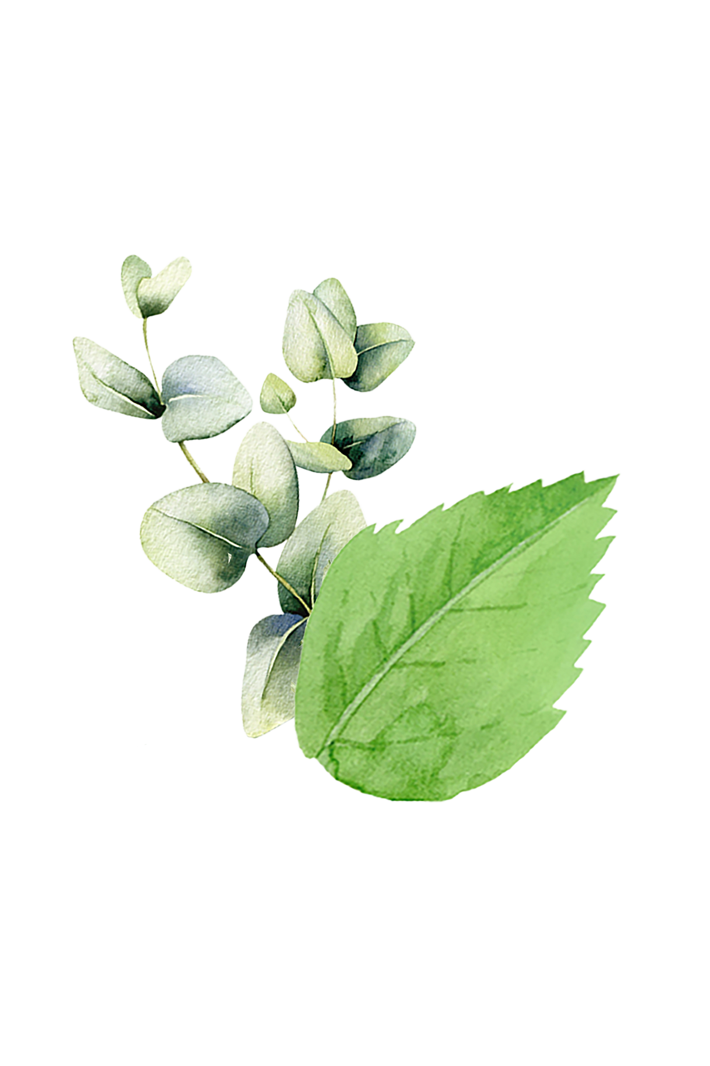Mint & Eucalyptus Essential Oil Blend - Homeland Harvest