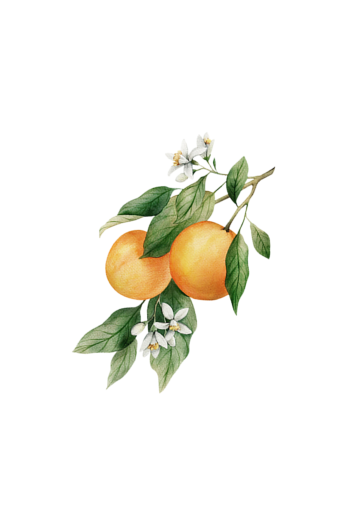 Orange Essential Oil - Homeland Harvest
