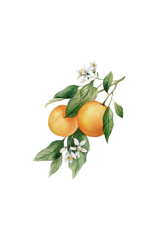 Orange Essential Oil - Homeland Harvest