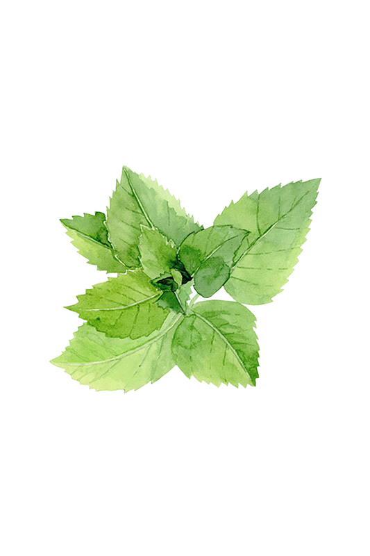 Peppermint Essential Oil - Homeland Harvest