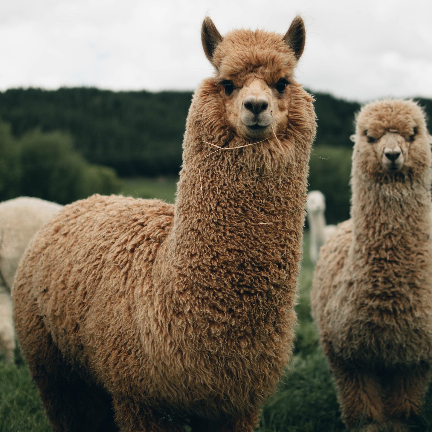 Alpaca Dryer Balls ( 3 pack ) - Homeland Harvest