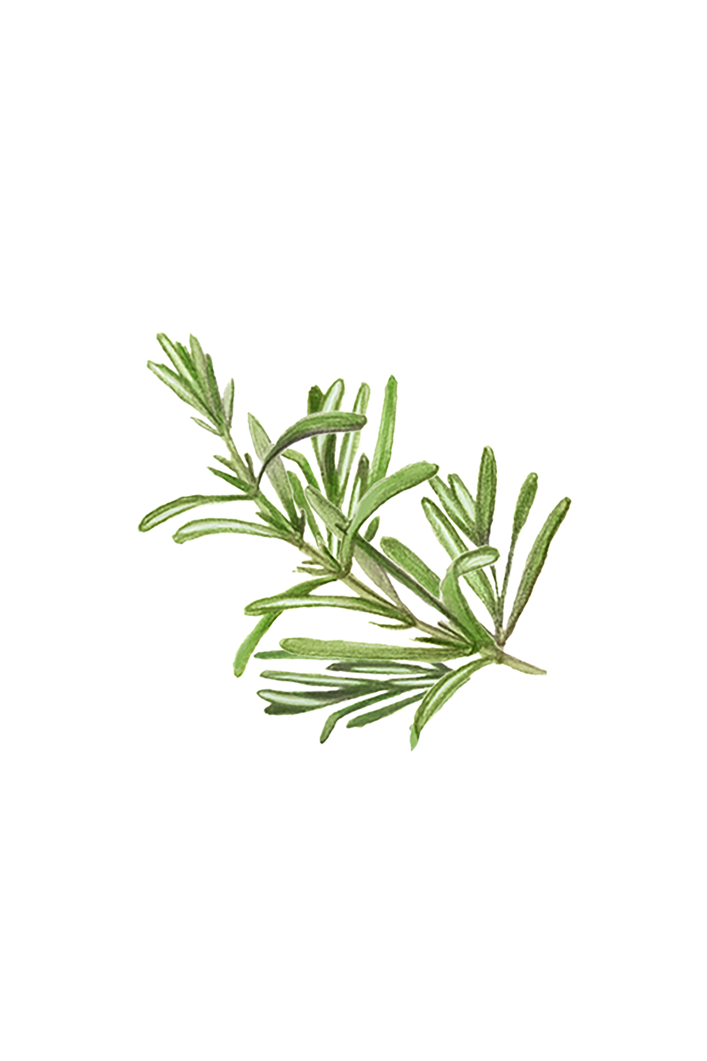 Rosemary Essential Oil - Homeland Harvest