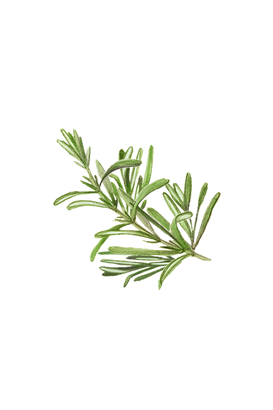 Rosemary Essential Oil - Homeland Harvest