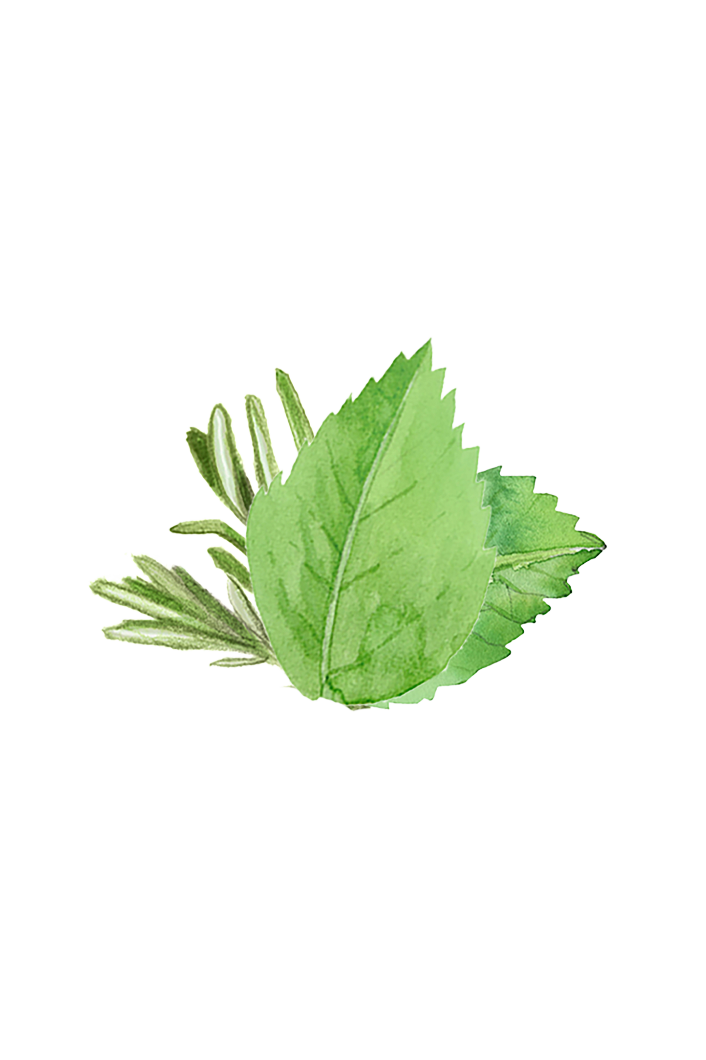 Rosemary & Mint Essential Oil Blend - Homeland Harvest