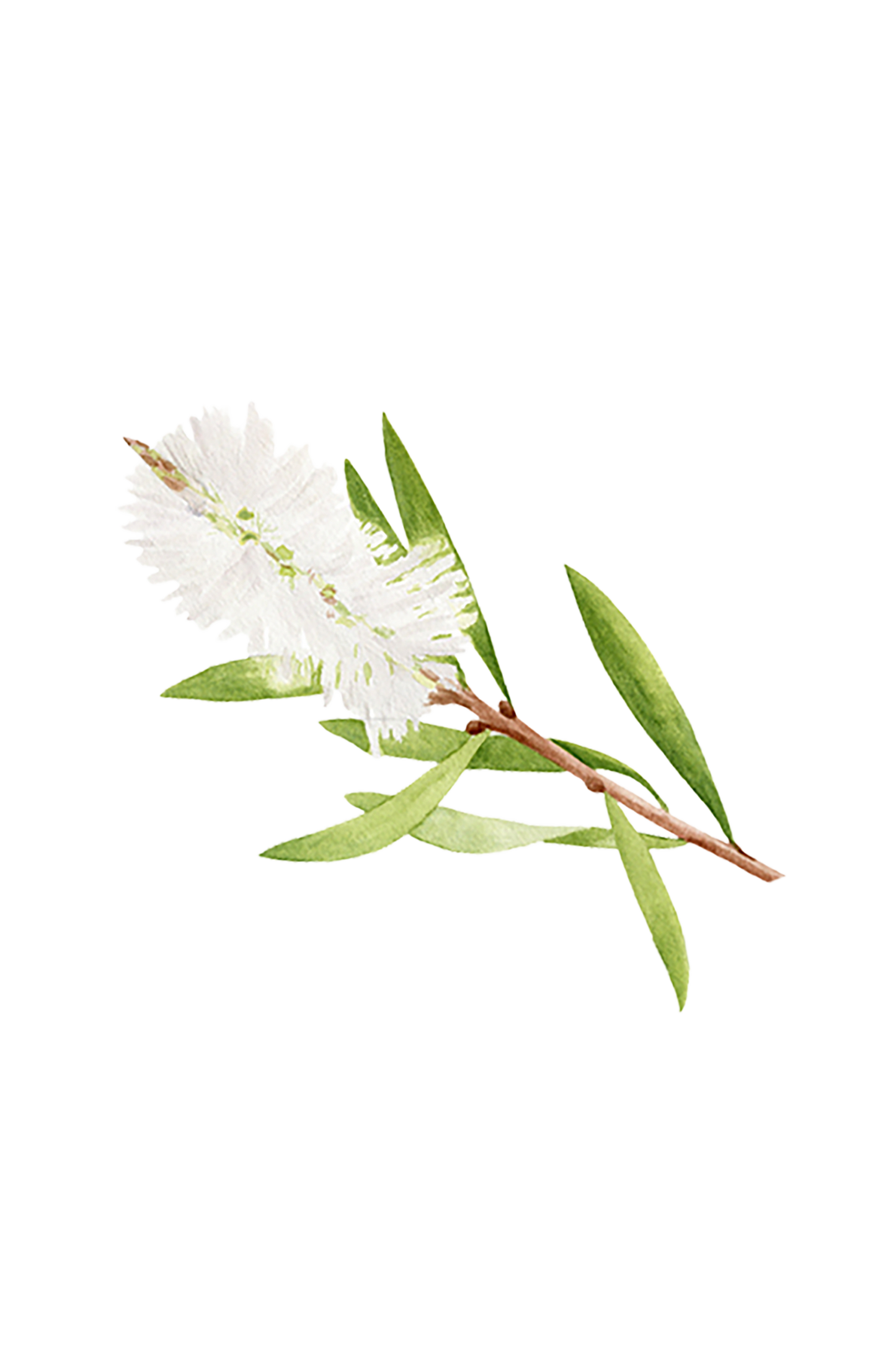 Tea Tree Essential Oil - Homeland Harvest