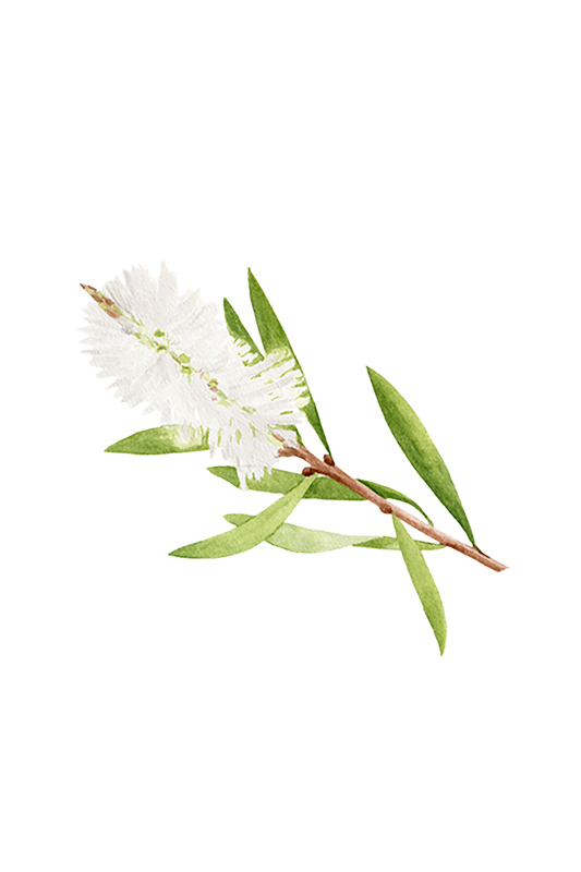 Tea Tree Essential Oil - Homeland Harvest