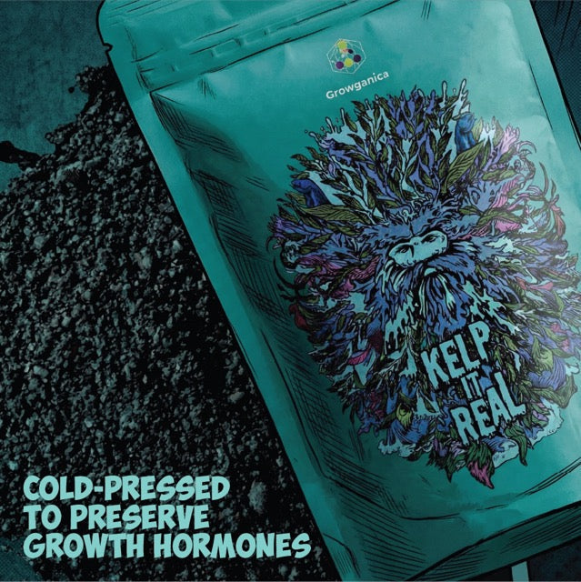 Growganica Kelp it Real Organic Soluble Seaweed 0-0-14 | Natural Plant Growth Stimulant & Fertilizer for Soil & Hydroponics
