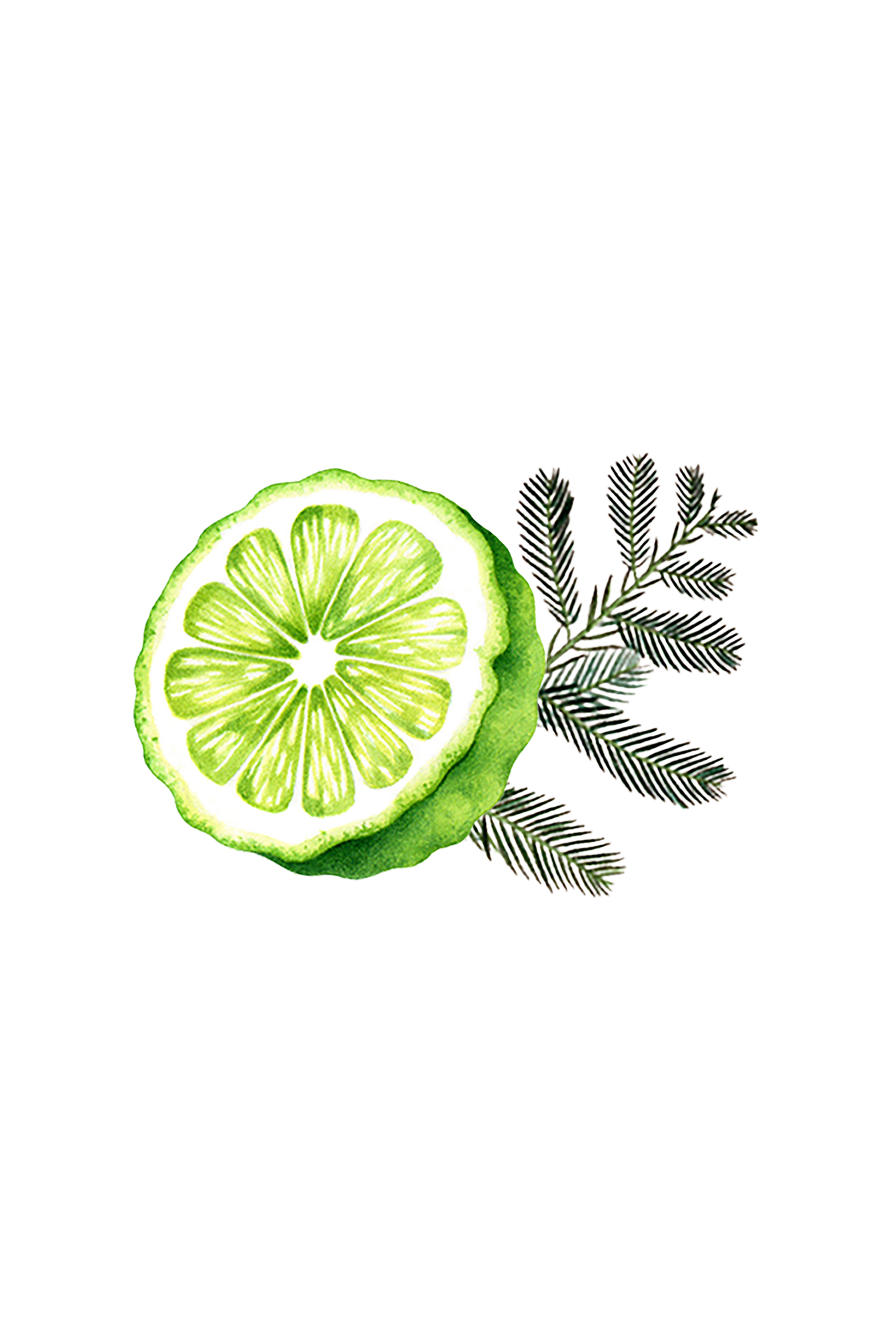 Bergamot & Cypress Essential Oil Blend - Homeland Harvest