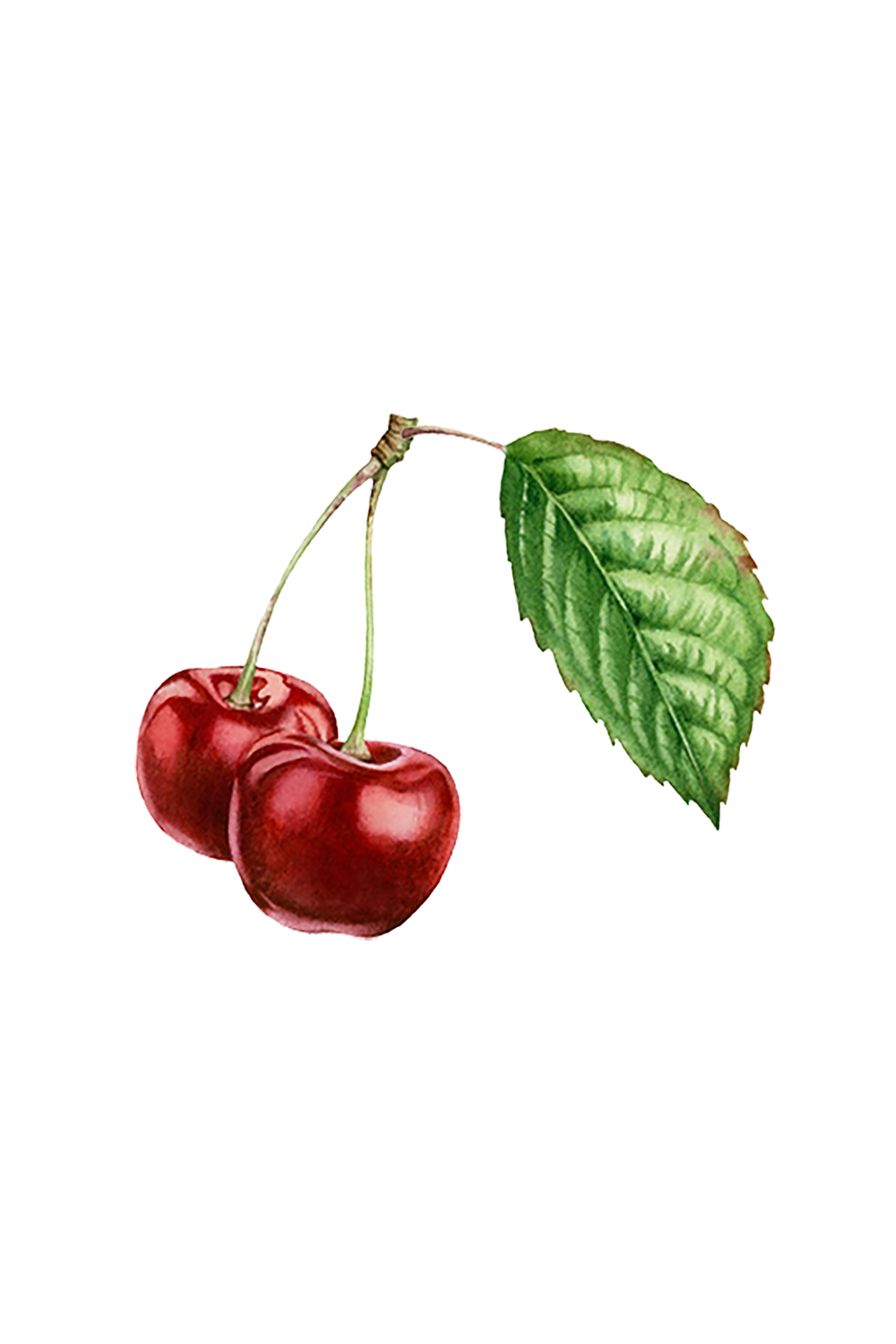 Cherry (Bitter Almond) Essential Oil - Homeland Harvest