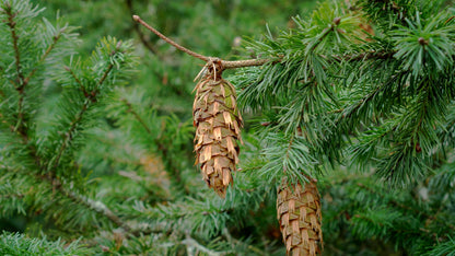 Douglas-fir Essential Oil - Homeland Harvest