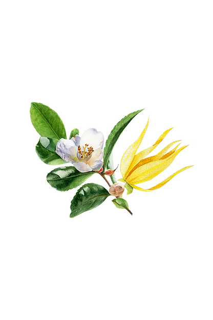Fruity Green Tea Phthalate-Free Fragrance Oil - Homeland Harvest