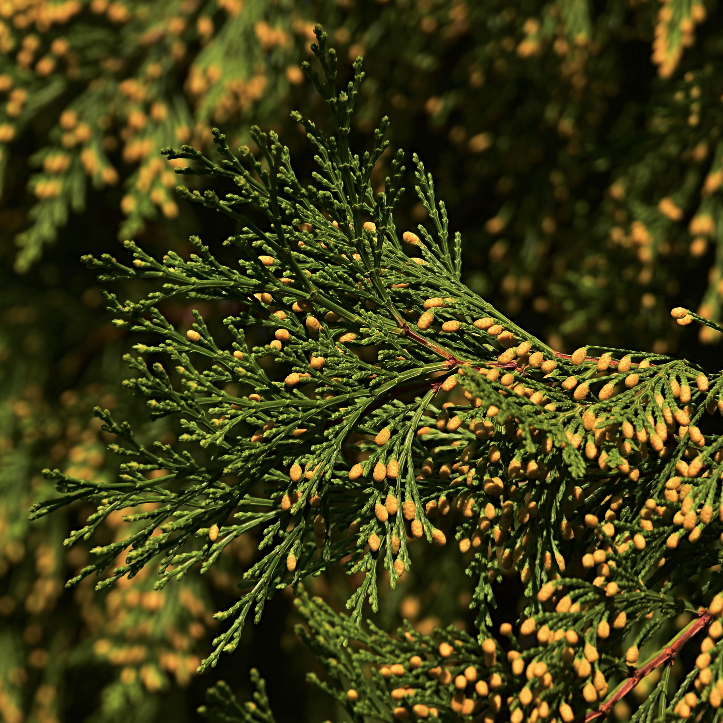 Incense Cedar Beard Oil
