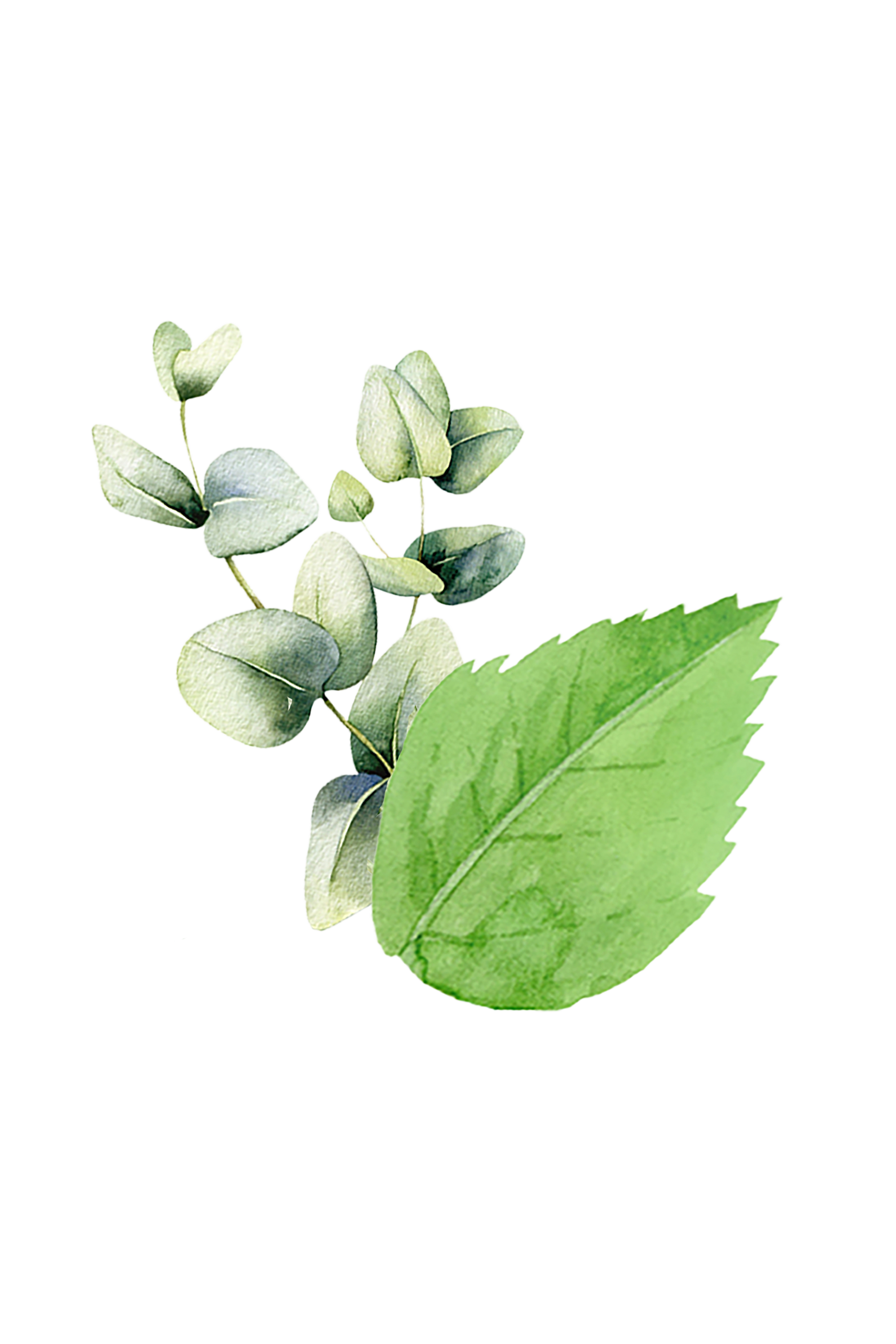 Mint & Eucalyptus Essential Oil Blend - Homeland Harvest