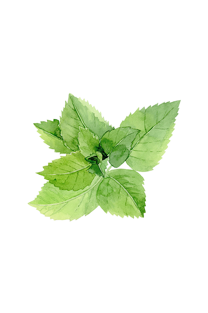 Peppermint Essential Oil - Homeland Harvest