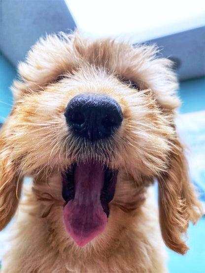 Puppy Breath Soy Wax Candle | 9 oz Amber Apothecary Jar