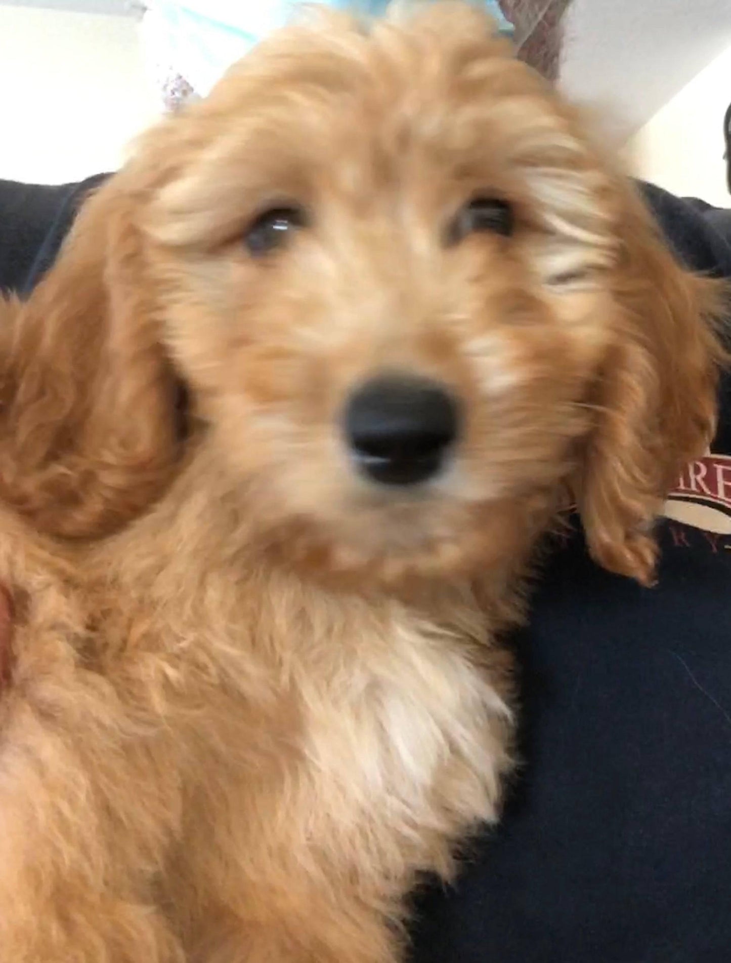 Puppy Breath Soy Wax Candle | 9 oz Amber Apothecary Jar