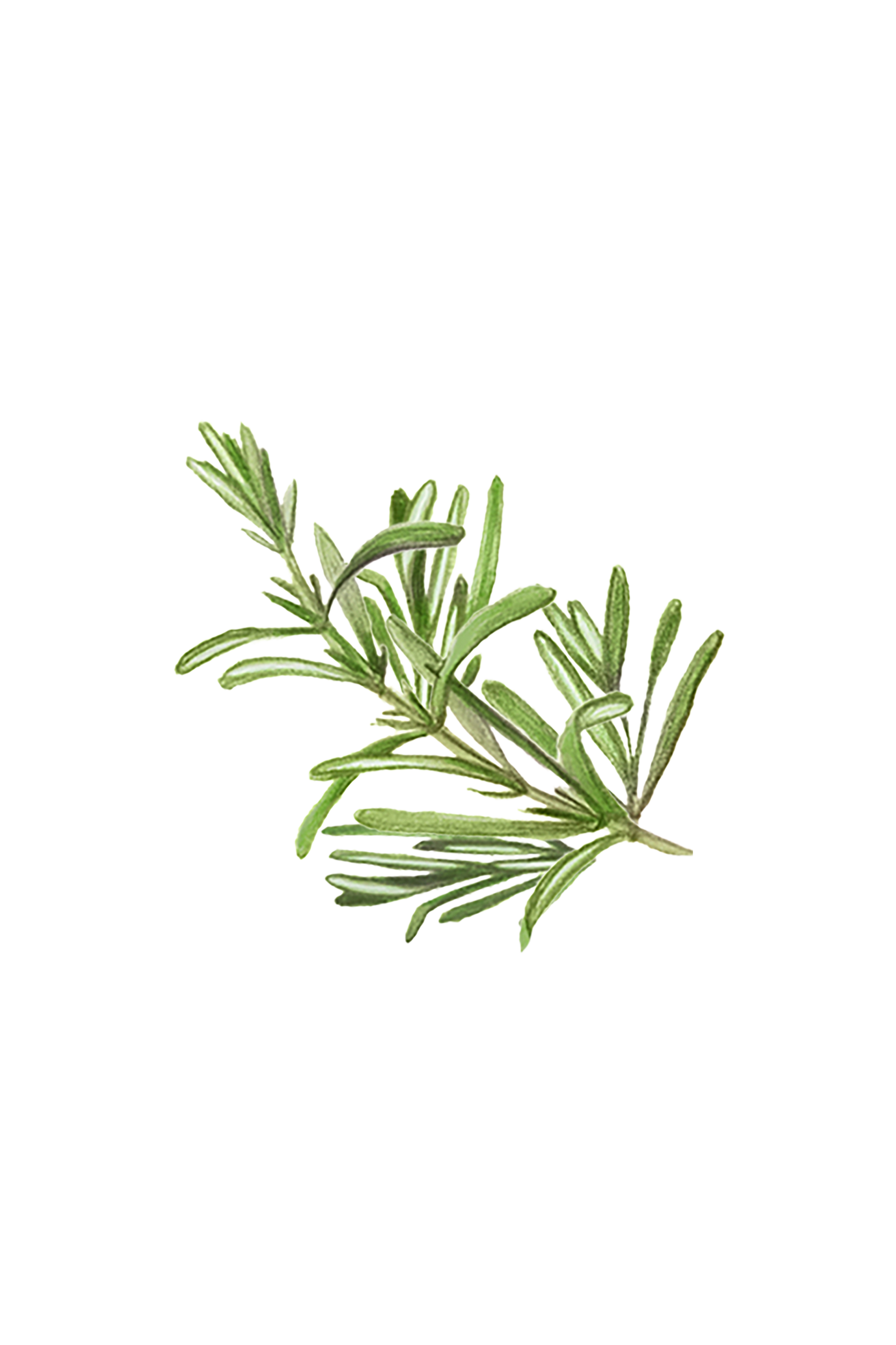 Rosemary Essential Oil - Homeland Harvest