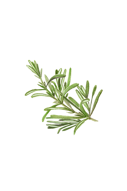 Rosemary Essential Oil - Homeland Harvest