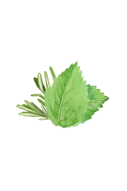 Coconut Conditioner | Rosemary & Mint