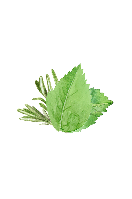 Coconut Conditioner | Rosemary & Mint