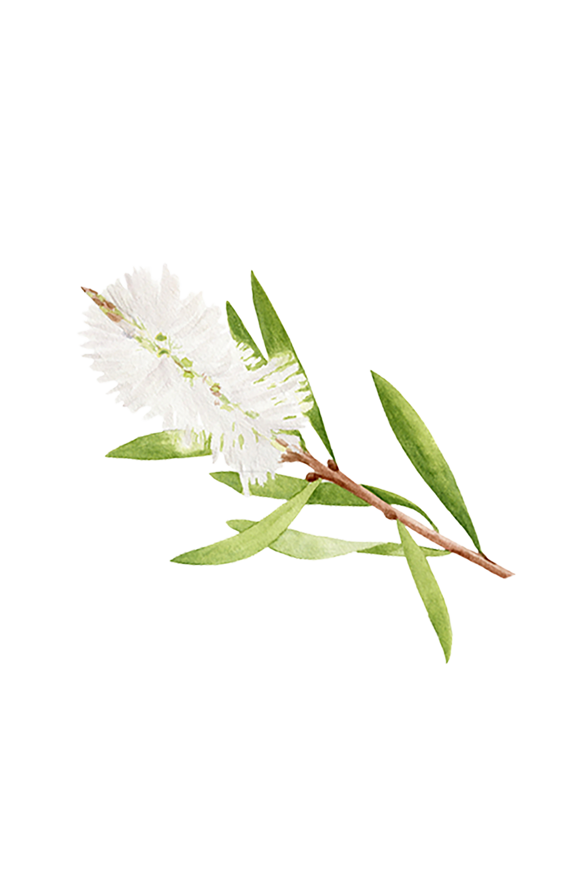 Tea Tree Essential Oil - Homeland Harvest