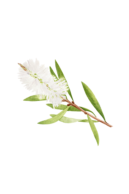Tea Tree Essential Oil - Homeland Harvest